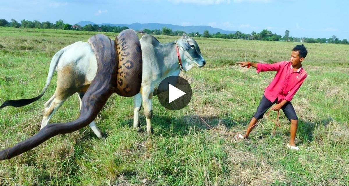 गाय को अजगर बनाना चाहा निवाला तभी शख्स ने कर दिया उल्टा खेल