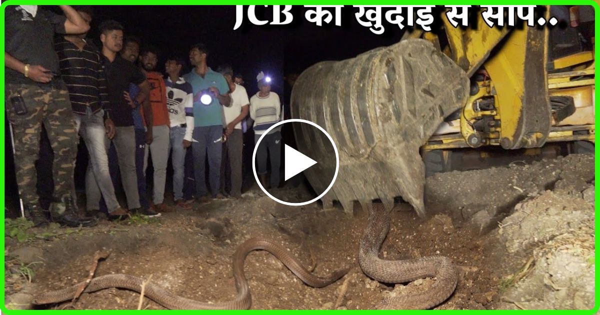 एक शख्स को डसने के बाद नाग नागिन का खौफ इतना बड़ा की JCB से खुदाई कर निकला सांप