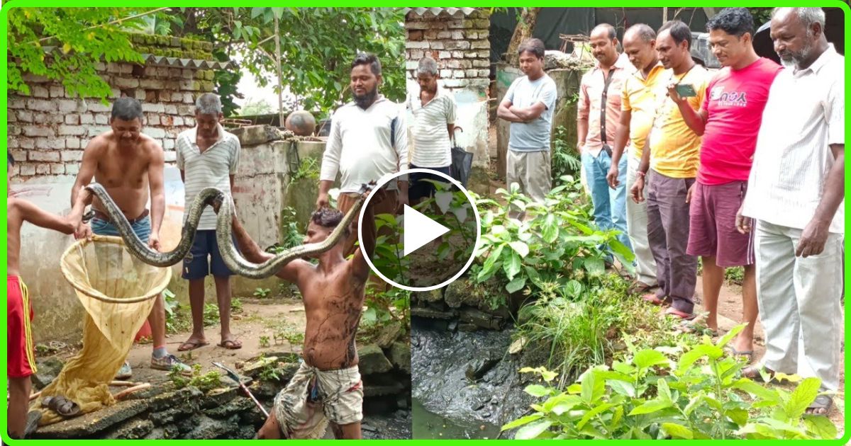 मछली पकड़ते पकड़ते जाल में जा फसा अजगर शख्स को आयी नानी याद, देखे कैसे बची जान