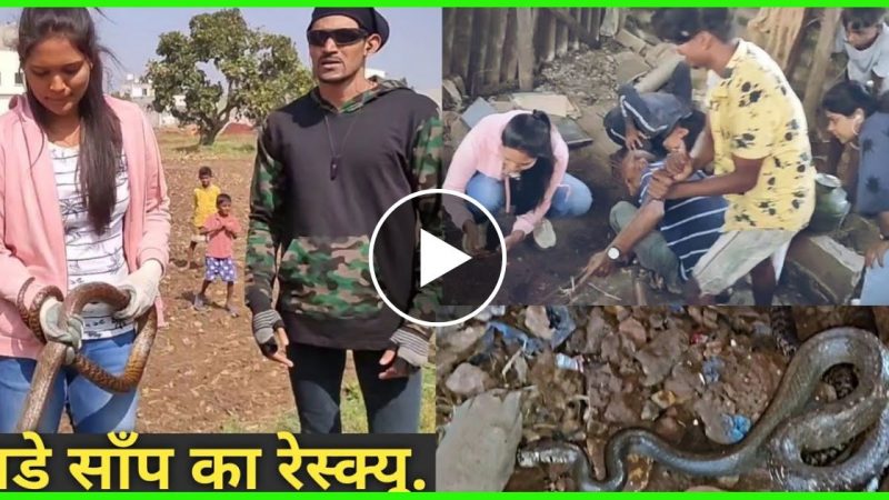 लड़की ने सांप पकड़ते समय लगाया ऐसा जुगाड़ देख सांप भी चकराया… लोग बोले कमाल कर दी