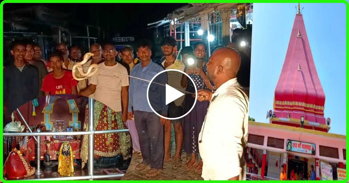 मंदिर में चोरी होने के बाद सांप ने डाला डेरा, लोगो का पूजा करना किया दुस्वार… लोग बोले साक्षात् माता रानी