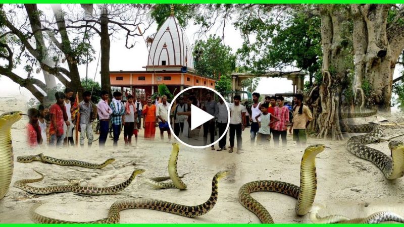 भोले नाथ के मंदिर में चोरी होने पर सांपो ने मचाया बवाल…. लोग बोले पूजा करना हुआ दुस्वार