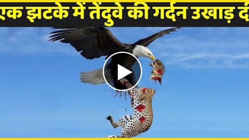 इस Eagle ने एक ही झटके में तेंदुवे की गर्दन उखाड़ दी, उसके बाद जो हुआ देख हैरान हुवे लोग