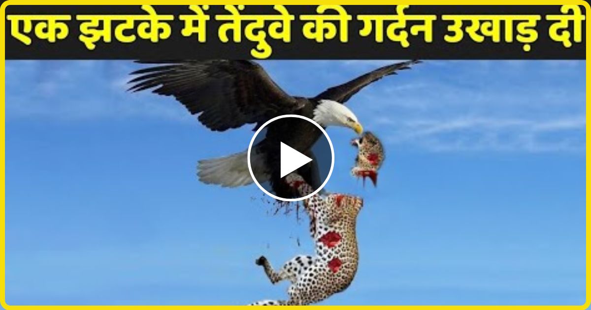 इस Eagle ने एक ही झटके में तेंदुवे की गर्दन उखाड़ दी, उसके बाद जो हुआ देख हैरान हुवे लोग