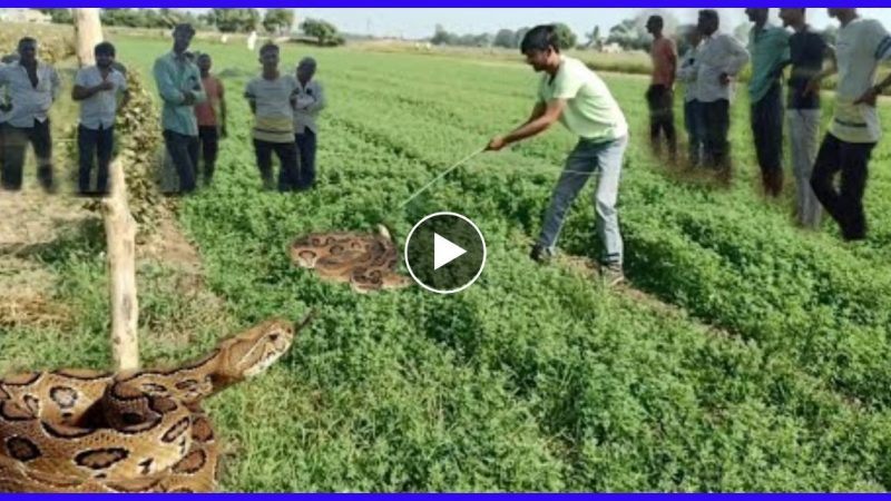 खेत में किसान काम कर रहा था तभी अजगर ने किया ऐसा हमला… कैसे बचाई जाएं देख हो जायेंगे हैरान