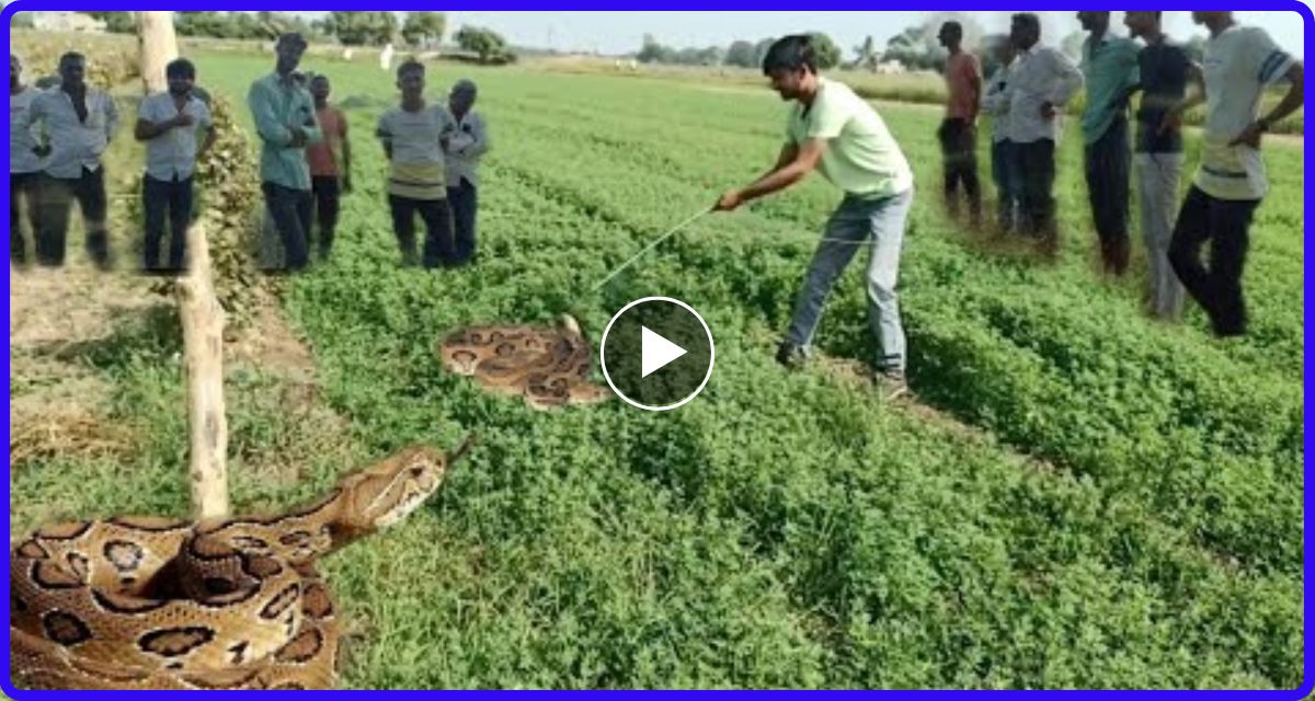 खेत में किसान काम कर रहा था तभी अजगर ने किया ऐसा हमला… कैसे बचाई जाएं देख हो जायेंगे हैरान