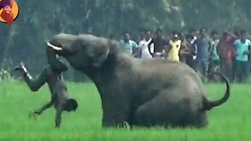 पागल हाथी के सामने आकर शख्स ने कर दी बड़ी गलती फिर हाथी ने जो किया…. हक्का बक्का हो गया सारा गांव