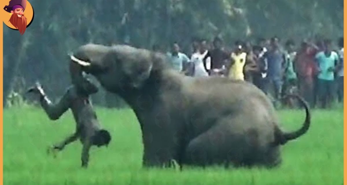 पागल हाथी के सामने आकर शख्स ने कर दी बड़ी गलती फिर हाथी ने जो किया…. हक्का बक्का हो गया सारा गांव