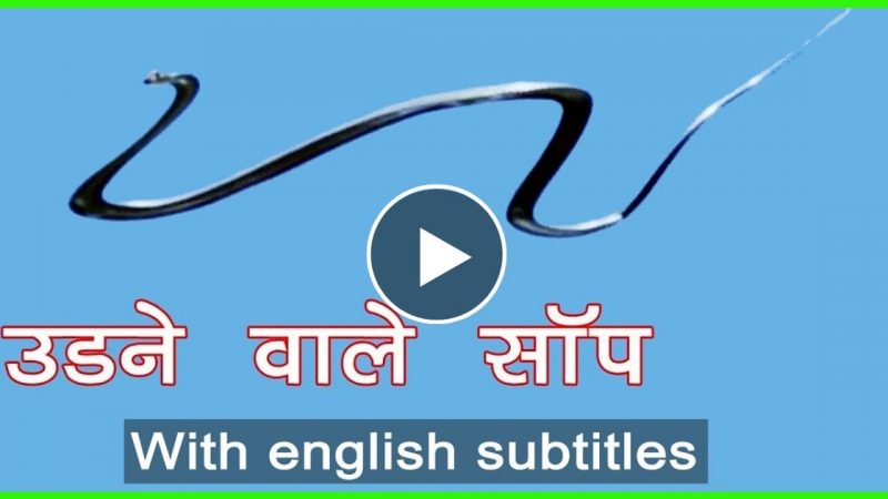 उड़ने वाले सांप के बारे में जानकर आप भी हो जायेंगे हैरान… ऐसा करने पर नहीं होगा सांप के जहर का अशर