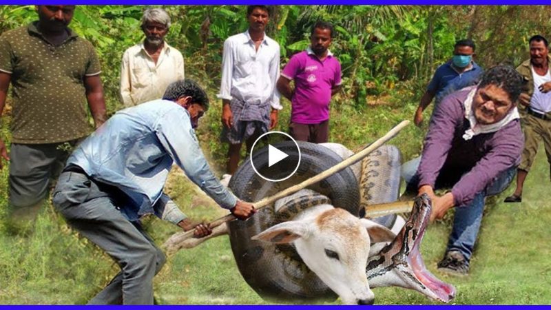 अजगर कर रहा था गाय का शिकार तभी लोगो ने पहुंच कर किया ऐसा कांड…. उसके बाद जो हुआ देख नहीं होगा विश्वास