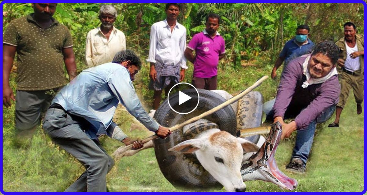 अजगर कर रहा था गाय का शिकार तभी लोगो ने पहुंच कर किया ऐसा कांड…. उसके बाद जो हुआ देख नहीं होगा विश्वास