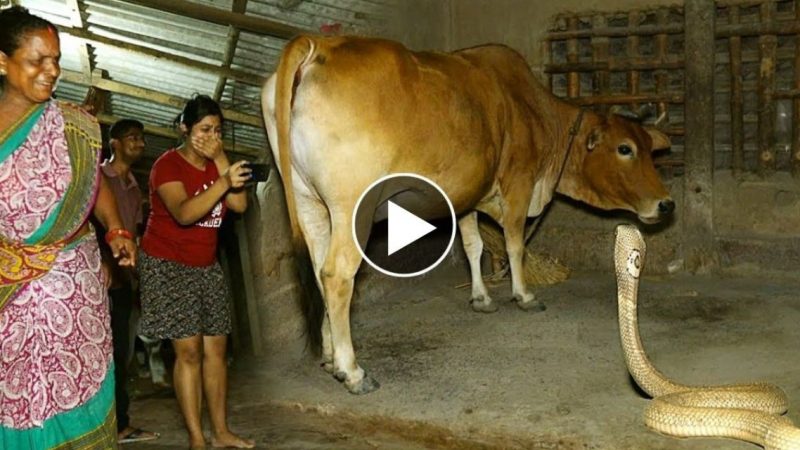 गौशाला में घुसा सांप, घर वालों की नजर पड़ी तो कर दिया ऐसा कांड – देखें VIDEO