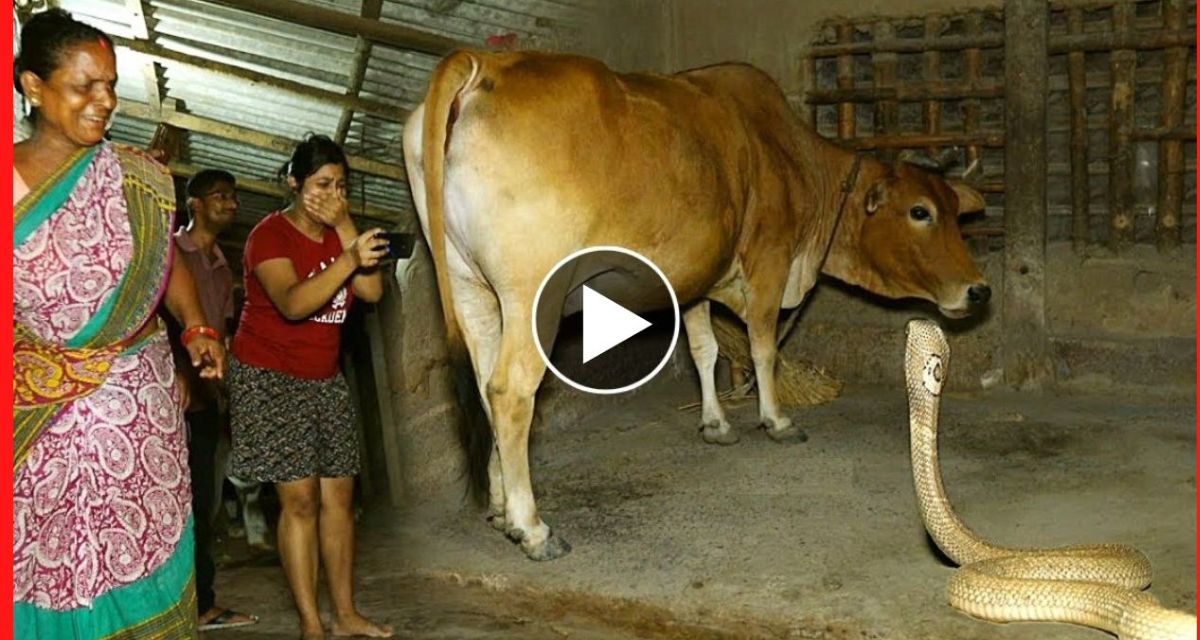 गौशाला में घुसा सांप, घर वालों की नजर पड़ी तो कर दिया ऐसा कांड – देखें VIDEO